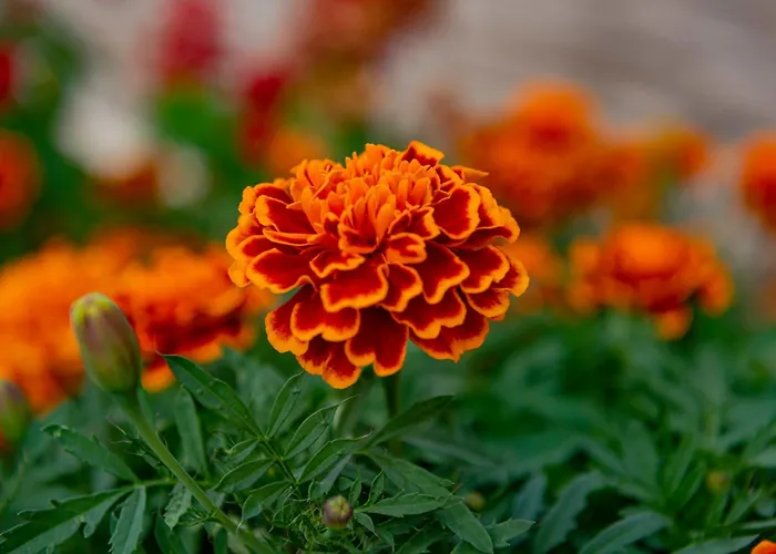 Paradise Dreams Menada *